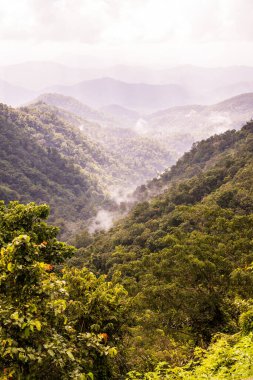 Tayland 'da sisli tropik yağmur ormanı.