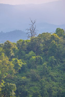 Tayland 'da sisli tropik yağmur ormanı.