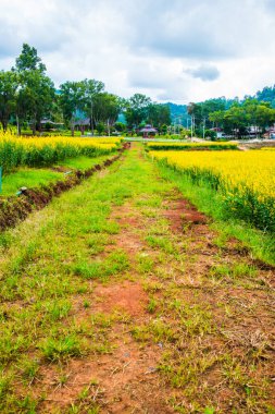 Tayland 'da Sunn Hemp Field.