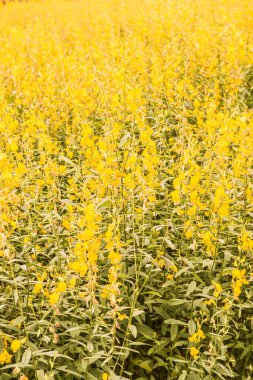 Tayland, Sunn Hemp çiçeğinin yakın çekimi.