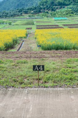 Tayland 'da Sunn Hemp Field.