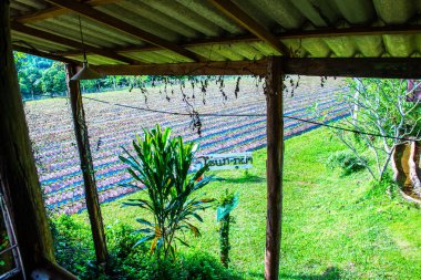 Tayland 'ın Chiangmai şehrinde çilek çiftliği..