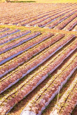 Tayland 'ın Chiangmai şehrinde çilek çiftliği..