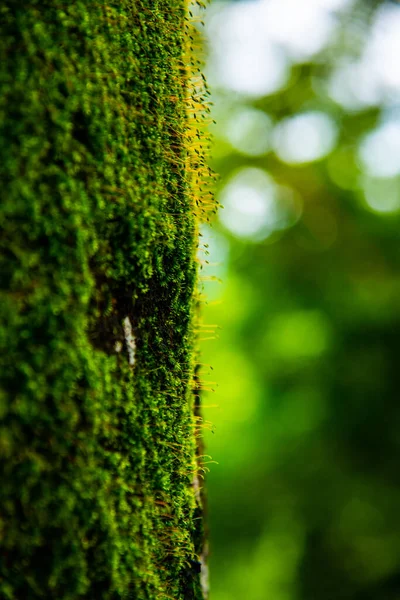 Mech Malá Rostlina Stromě Thajsko — Stock fotografie