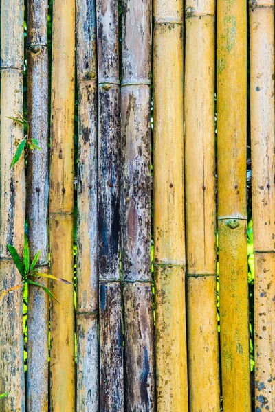 Cerca Bambu Fundo Tailândia — Fotografia de Stock