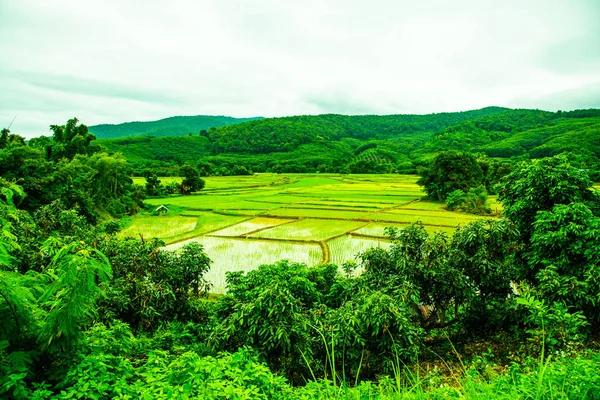 Πεδίο Ρυζιού Στην Επαρχία Phayao Ταϊλάνδη — Φωτογραφία Αρχείου