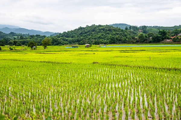 Rice Field Phayao Province Thailand — Zdjęcie stockowe