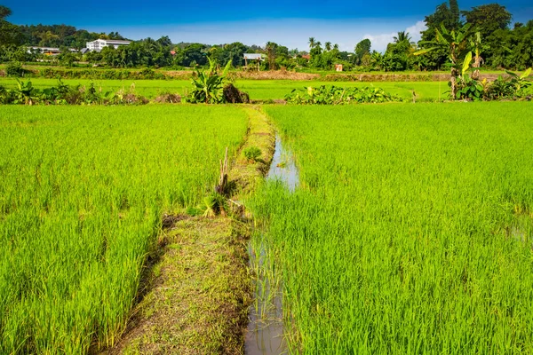 stock image Rice field in Pua district, Nan province.