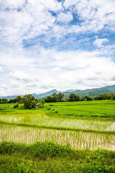 Riz Dans District Pua Thaïlande — Photo