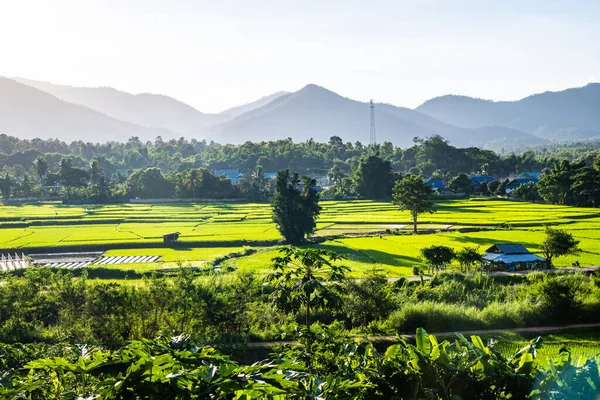 Рисовое Поле Районе Муангпан Провинции Лампанг Таиланд — стоковое фото