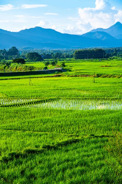 Πεδίο Ρυζιού Στην Περιοχή Muang Pan Της Επαρχίας Lampang Ταϊλάνδη — Φωτογραφία Αρχείου