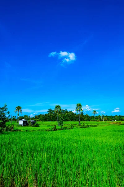 Campo Riso Nella Provincia Chiangmai Thailandia — Foto Stock