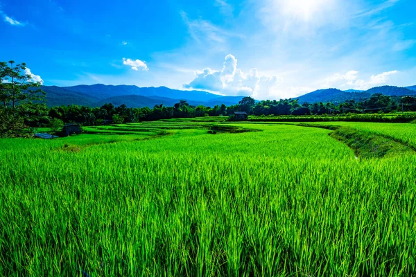 Рисовое Поле Провинции Чиангмай Таиланд — стоковое фото