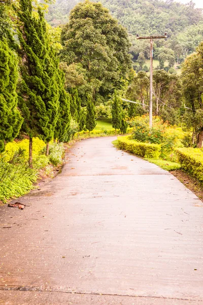 Piccola Strada Nel Centro Ricerca Riso Samoeng Thailandia — Foto Stock