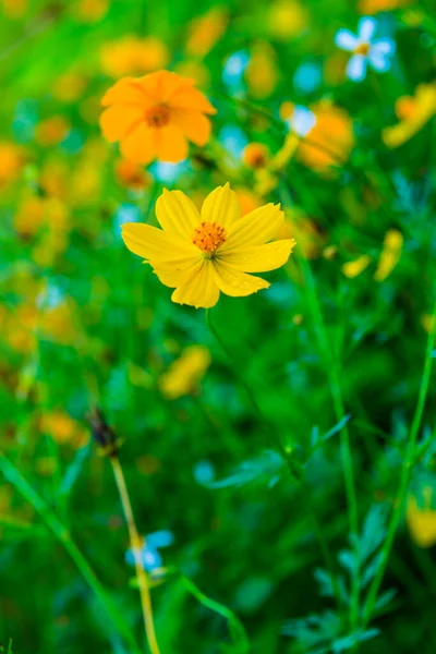 Fleur Cosmos Jaune Avec Fond Naturel Thaïlande — Photo
