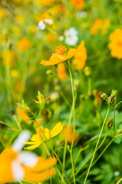 Gelbe Kosmosblume Mit Natürlichem Hintergrund Thailand — Stockfoto
