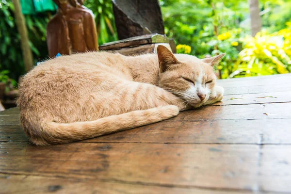 Gato Tailandés Mesa Tailandia —  Fotos de Stock