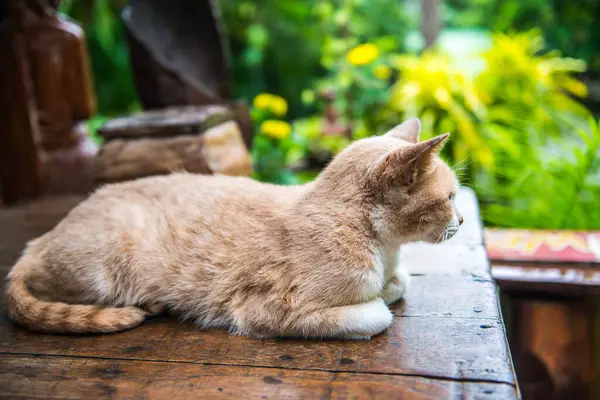 Gato Tailandés Mesa Tailandia —  Fotos de Stock