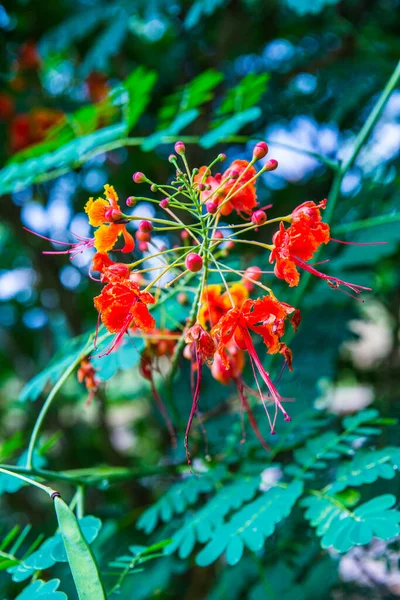 Павлин Цветок Естественным Фоном Таиланд — стоковое фото