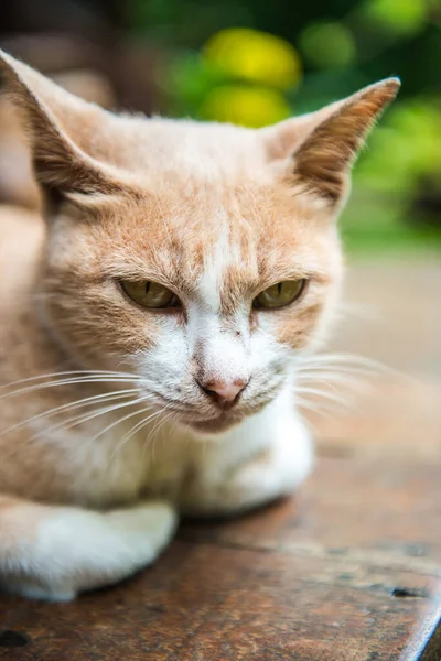 タイの猫の頭を撃たれた — ストック写真
