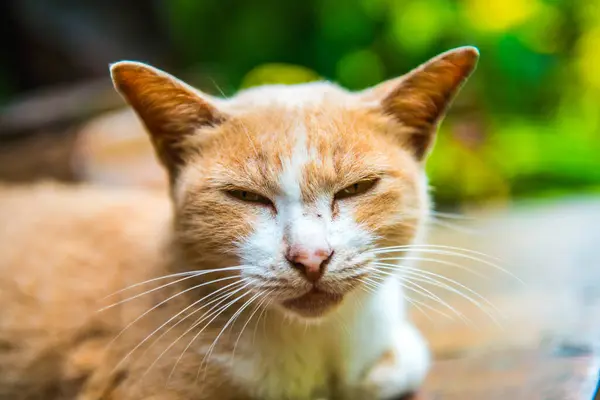 泰国猫的近身生活 — 图库照片