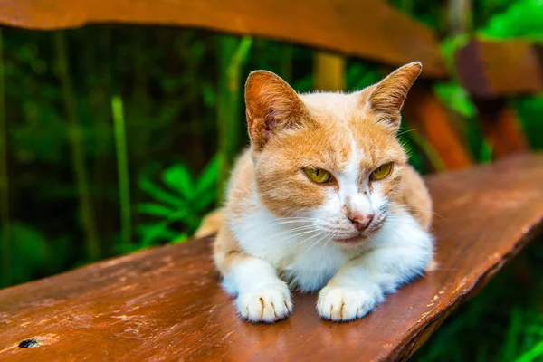 泰国猫在桌上 — 图库照片