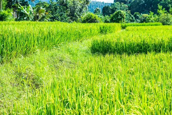 泰国清迈市稻田 — 图库照片