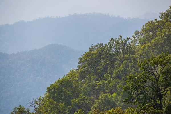 stock image Tropical rain forest with fog in Thai, Thailand.