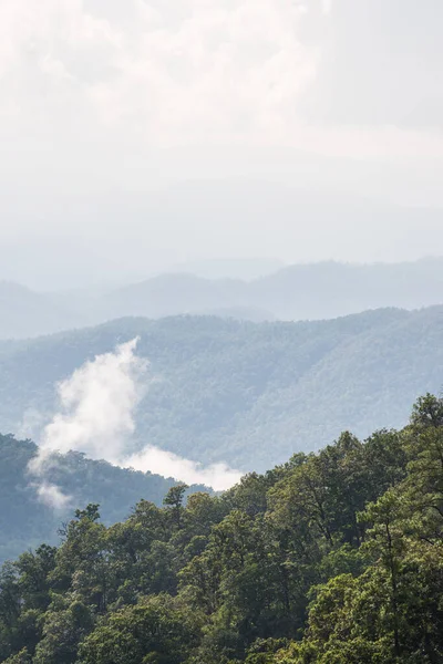 Floresta Tropical Com Nevoeiro Thai Tailândia — Fotografia de Stock