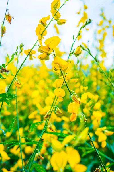 Closeup Sunn Hemp Flower Thailand — Stock Photo, Image