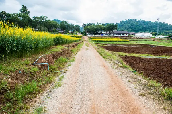 Kraliyet Tarım İstasyonu Pangda, Tayland 'da Sunn Hemp Field ile Küçük Yol.