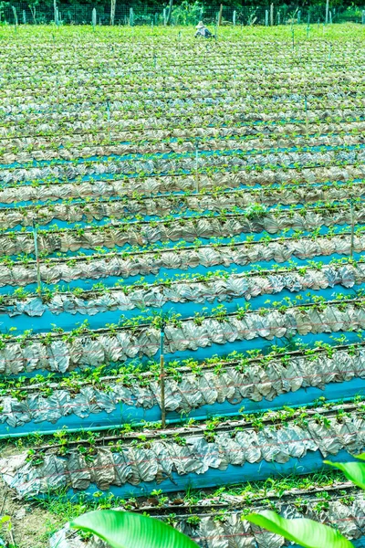 stock image Strawberry farm in Chiangmai city, Thailand.