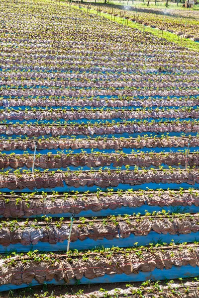 Pertanian Strawberry Kota Chiangmai Thailand — Stok Foto