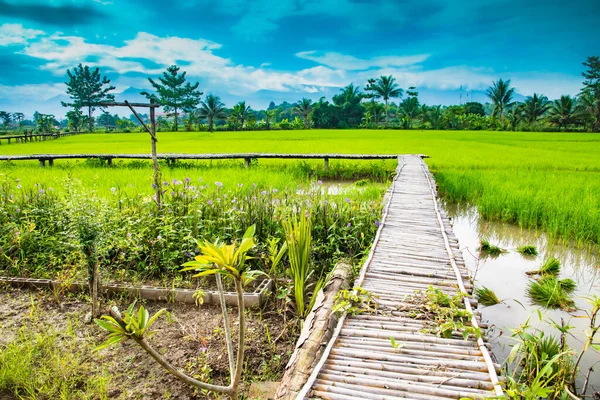 Rýžové Pole Okrese Pua Provincie Nan Stock Fotografie