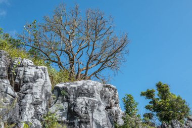 Chiangrai, Tayland 'da Doi Pha Tang' da Manzara Noktası.