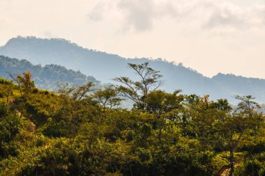 Tayland 'ın Chiangrai eyaletindeki Doi Pha Tang' da Dağ Manzarası.