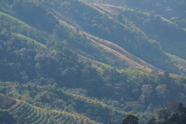 Tayland 'ın Chiangrai eyaletindeki Doi Pha Tang' da Dağ Manzarası.
