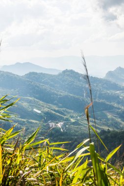 Tayland 'ın Chiangrai eyaletindeki Doi Pha Tang' da Dağ Manzarası.