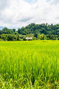 Rice field in Phayao province, Thailand.