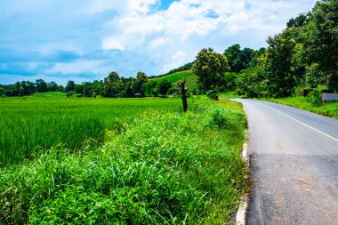 Tayland 'ın Phayao eyaletindeki pirinç tarlası..