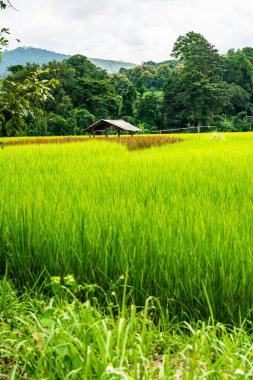 Rice field in Phayao province, Thailand.