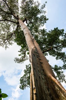 Phu Sang Ulusal Parkı, Tayland 'da büyük bir ağaç..