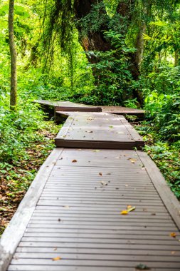 Phu Sang, Tayland 'da doğa yolu..