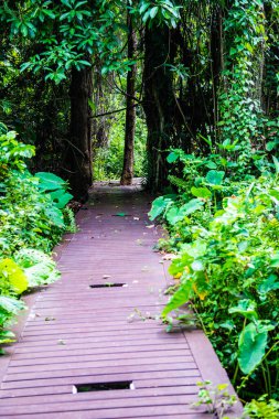 Phu Sang, Tayland 'da doğa yolu..