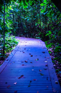 Phu Sang, Tayland 'da doğa yolu..