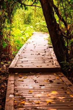 Phu Sang, Tayland 'da doğa yolu..