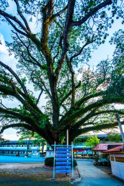 Tayland 'ın Chiang Kham bölgesinde güzel bir yağmur ağacı..