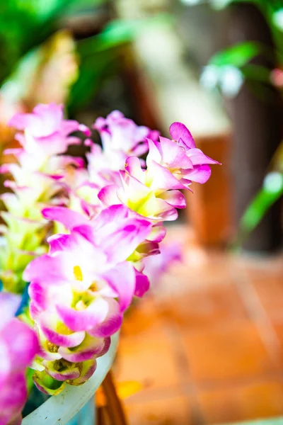 Pink Flower Drop Thailand — 图库照片