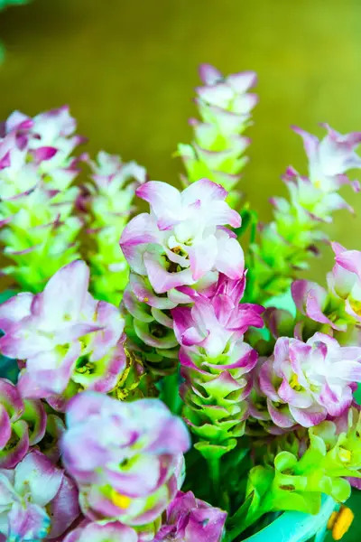 Pink Flower Drop Thailand — Stock Photo, Image