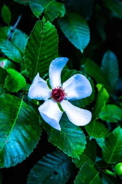 泰国公园里的白花 — 图库照片